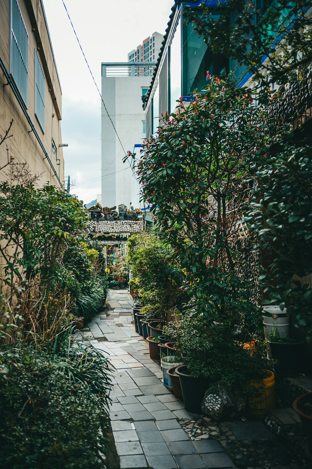 a narrow alley way with potted plants and a tall building in the background