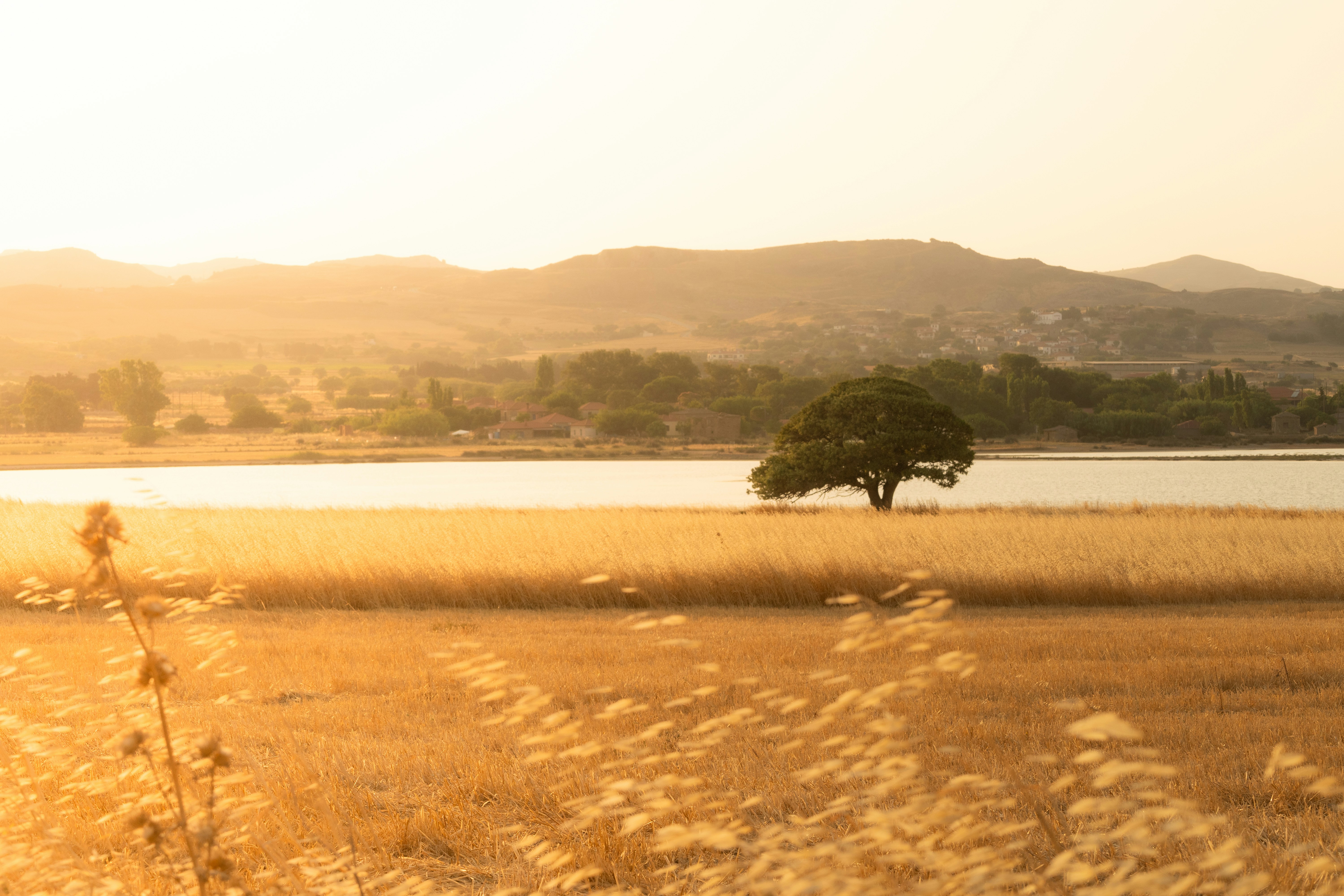 a grassy field with a tree in the distance