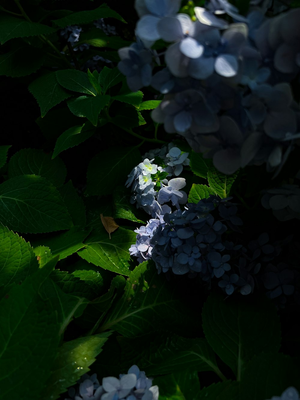 a close up of a bunch of blue flowers