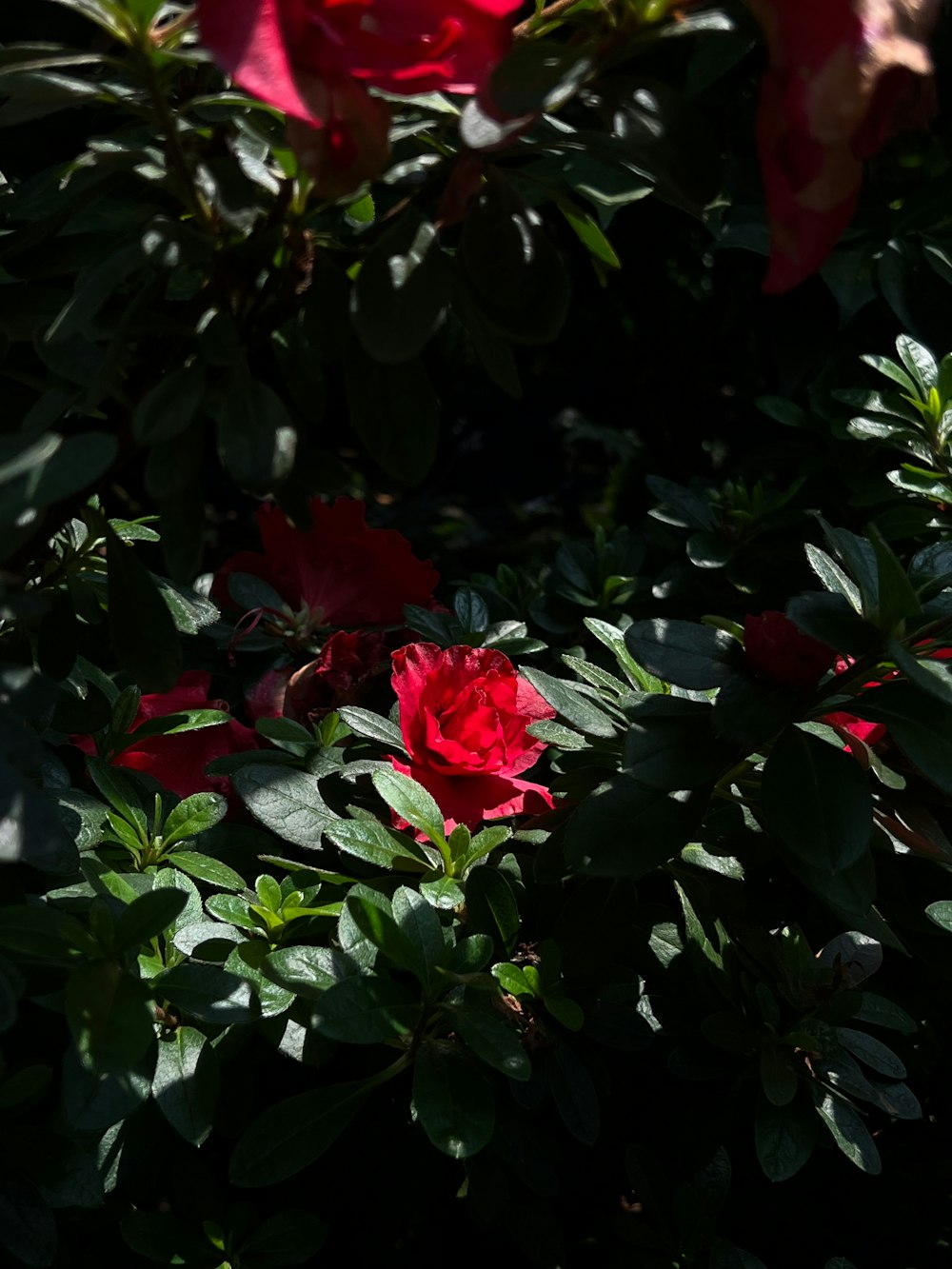 a close up of a red rose surrounded by green leaves