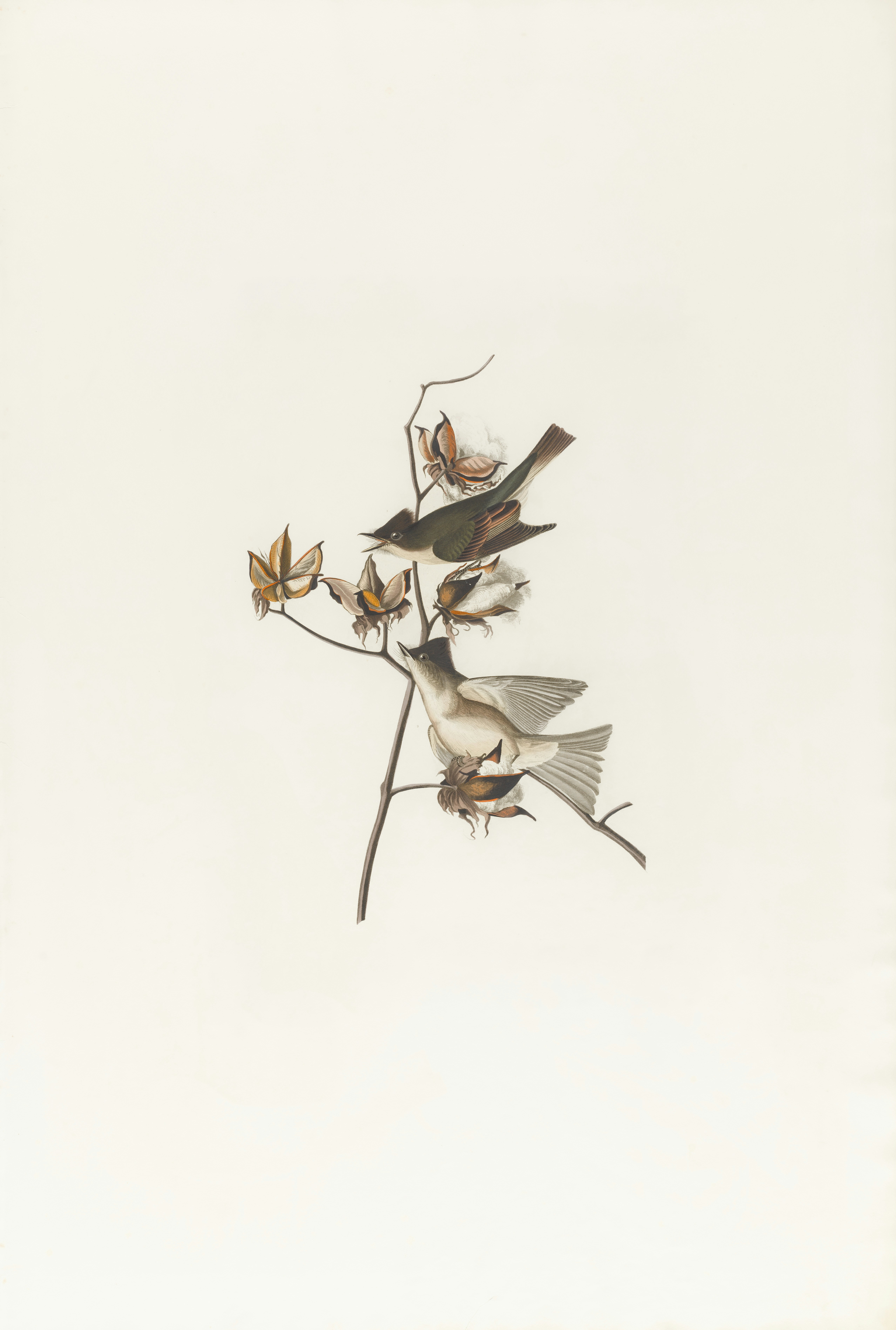 a group of birds sitting on top of a plant