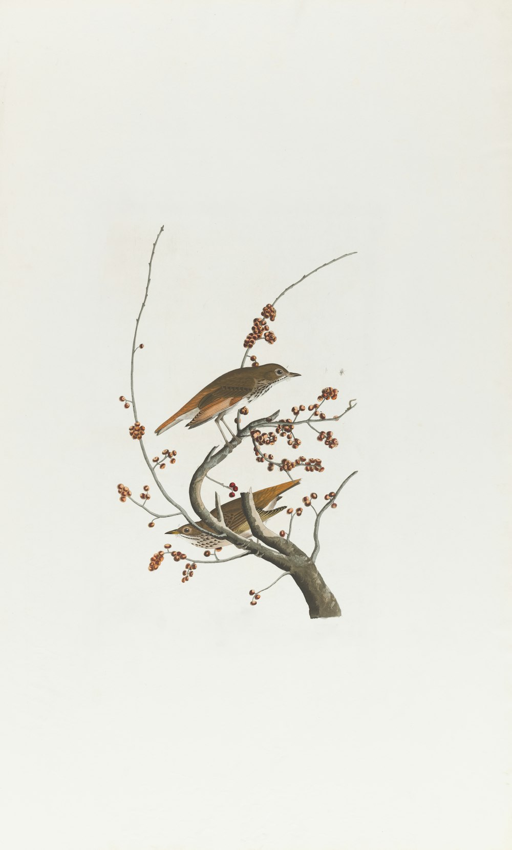 dois pássaros estão empoleirados em um galho de árvore