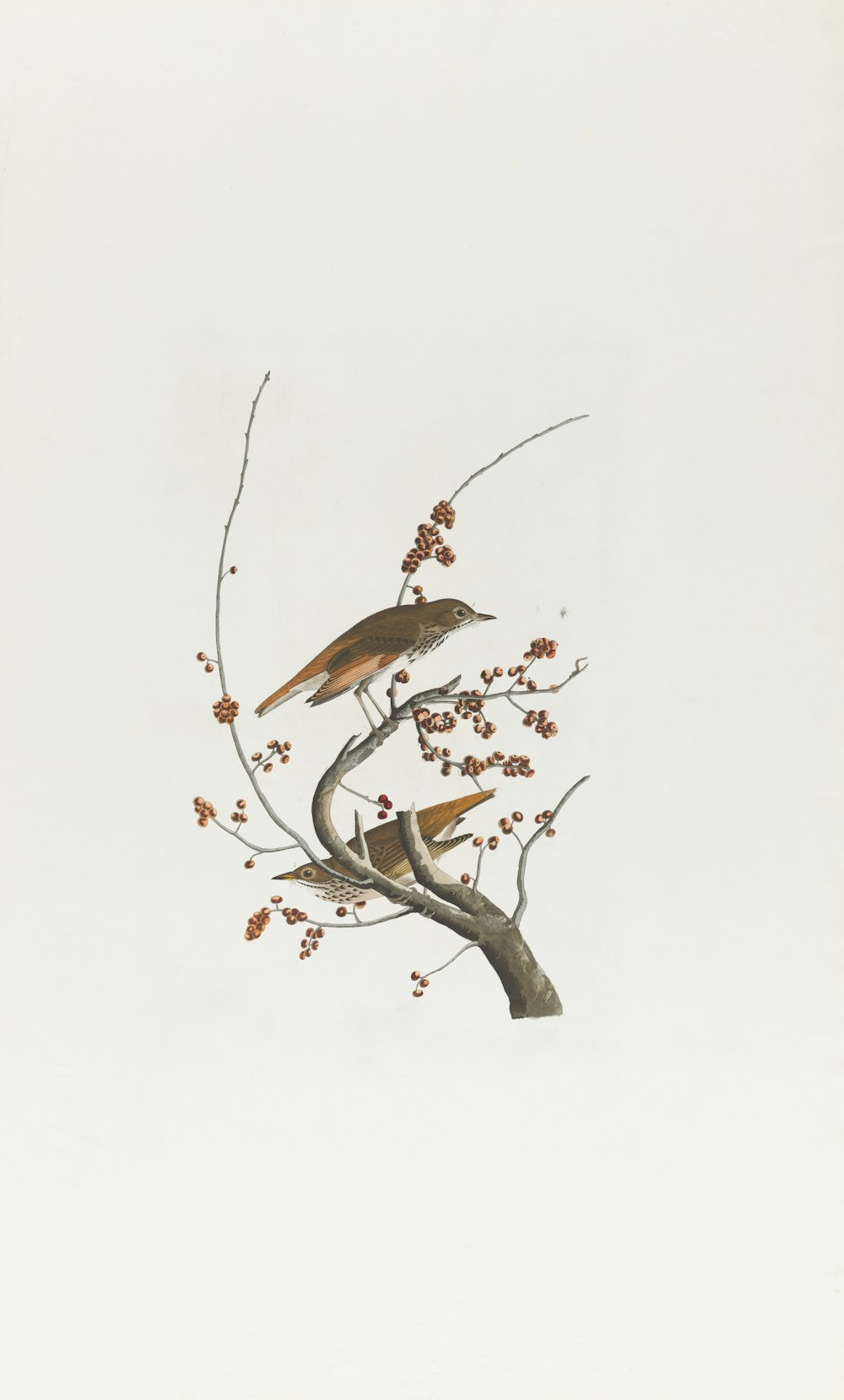 two birds are perched on a tree branch