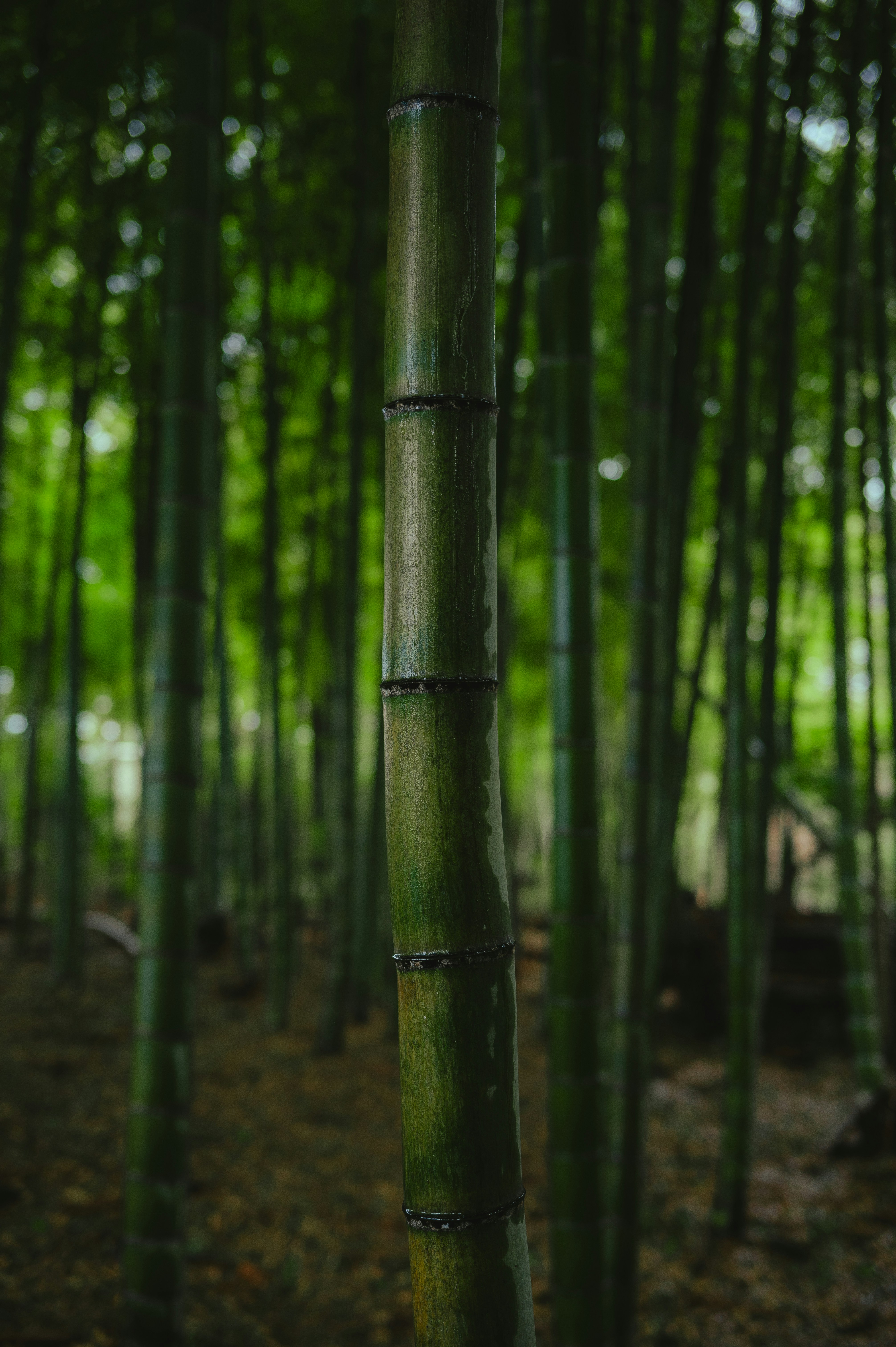 Photo by ryunosuke_kikuno