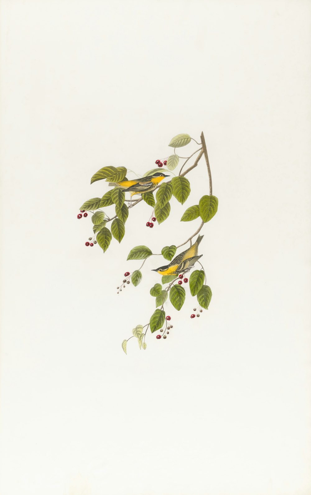 ein Gemälde eines Vogels auf einem Zweig mit Beeren