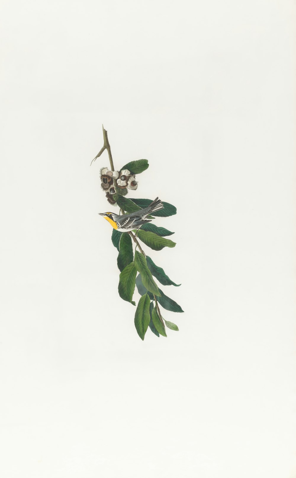 a branch with leaves and a bird on it