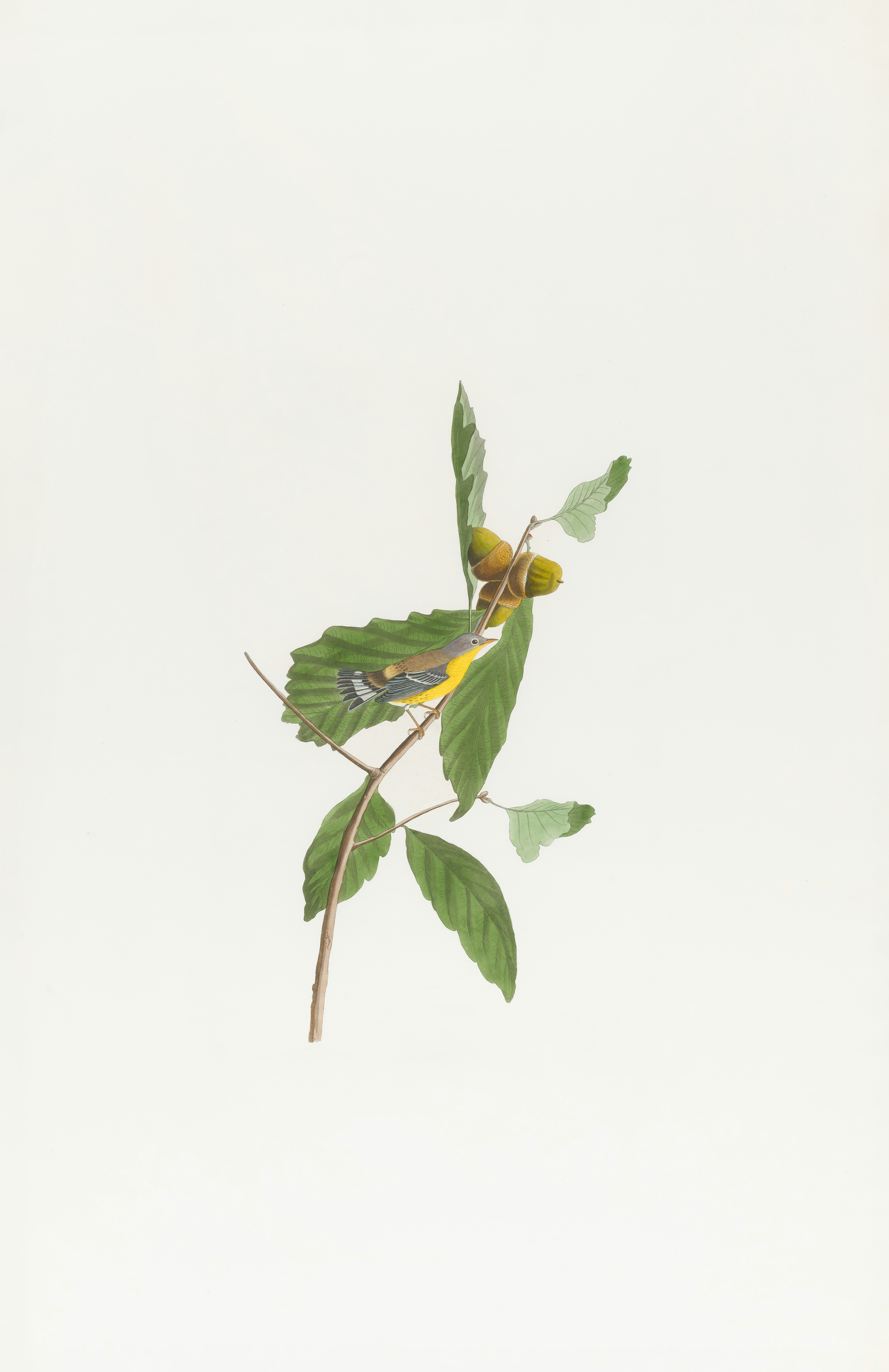 Photo by bostonpubliclibrary