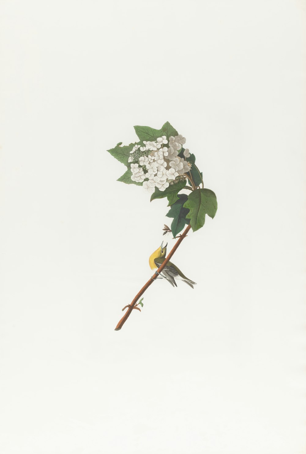a bird sitting on a branch with white flowers