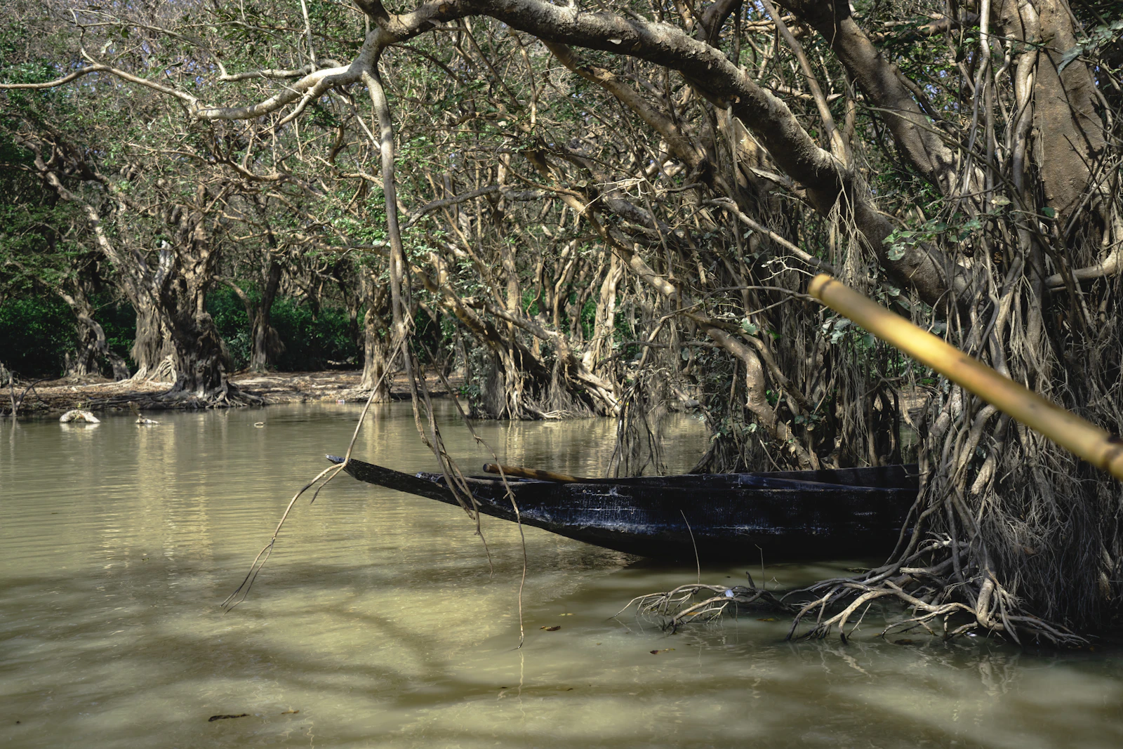 A boat in a flooded swamp forest