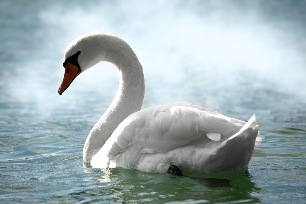 a white swan floating on top of a body of water