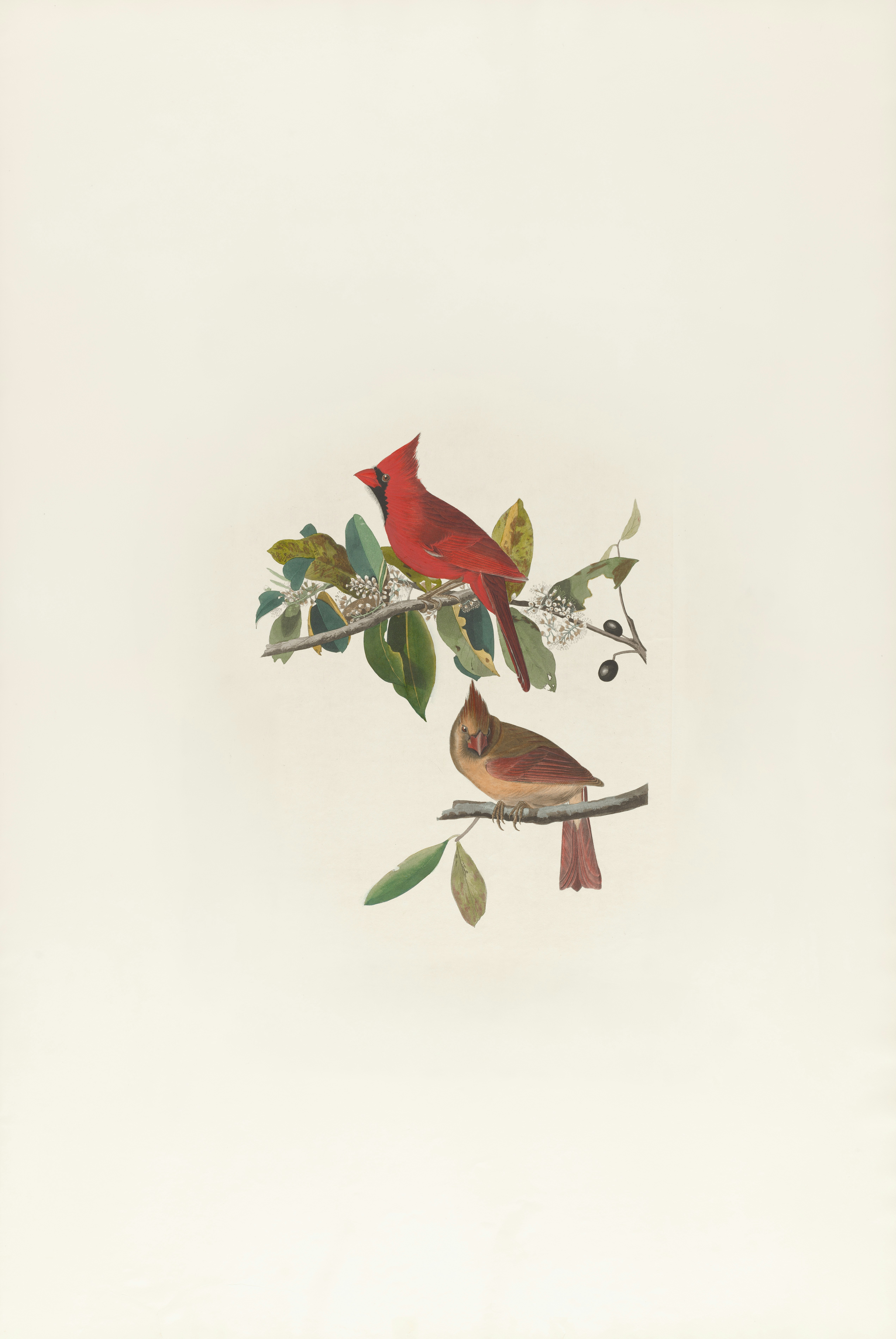 a red bird sitting on top of a tree branch