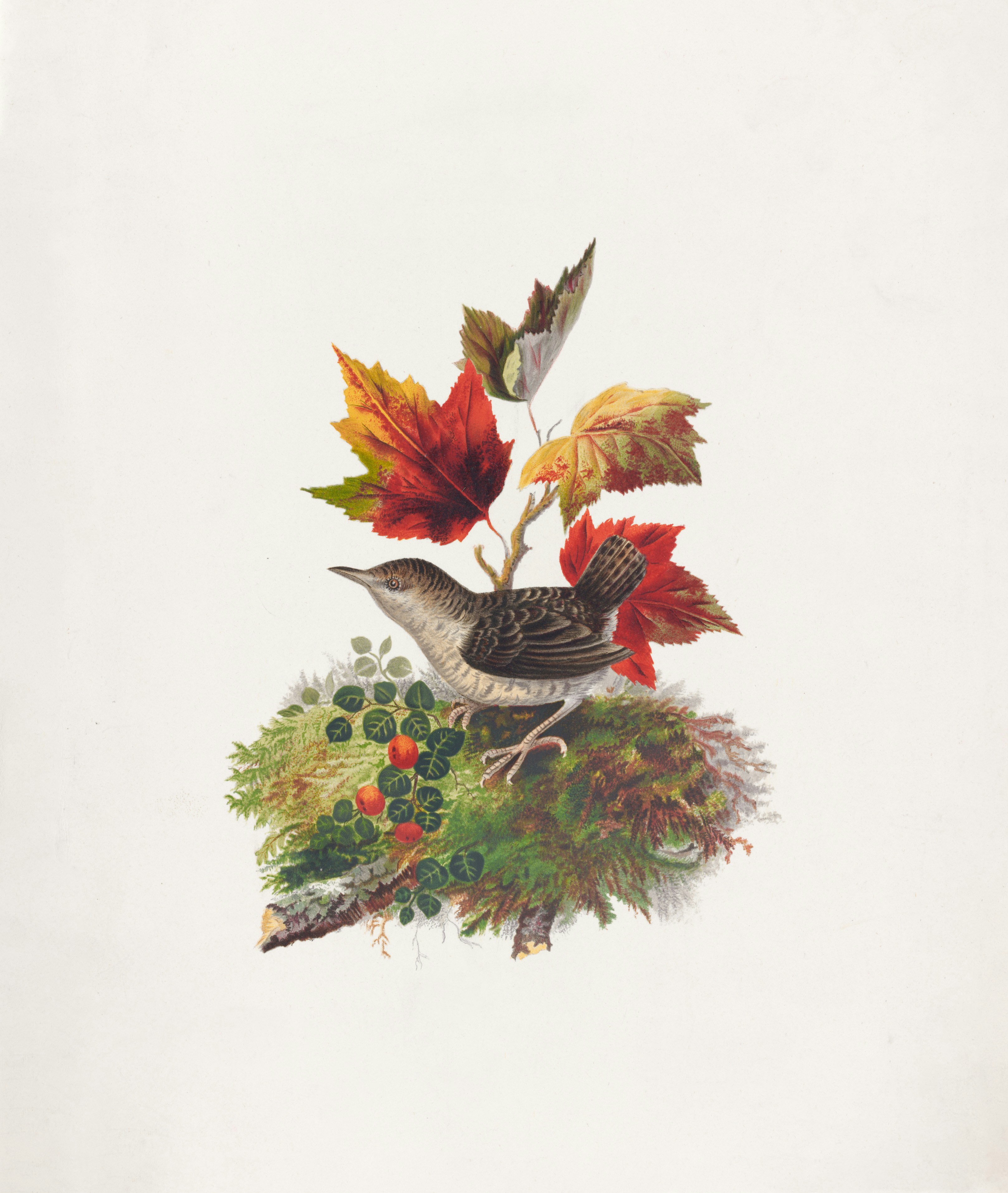 a bird sitting on top of a pile of leaves