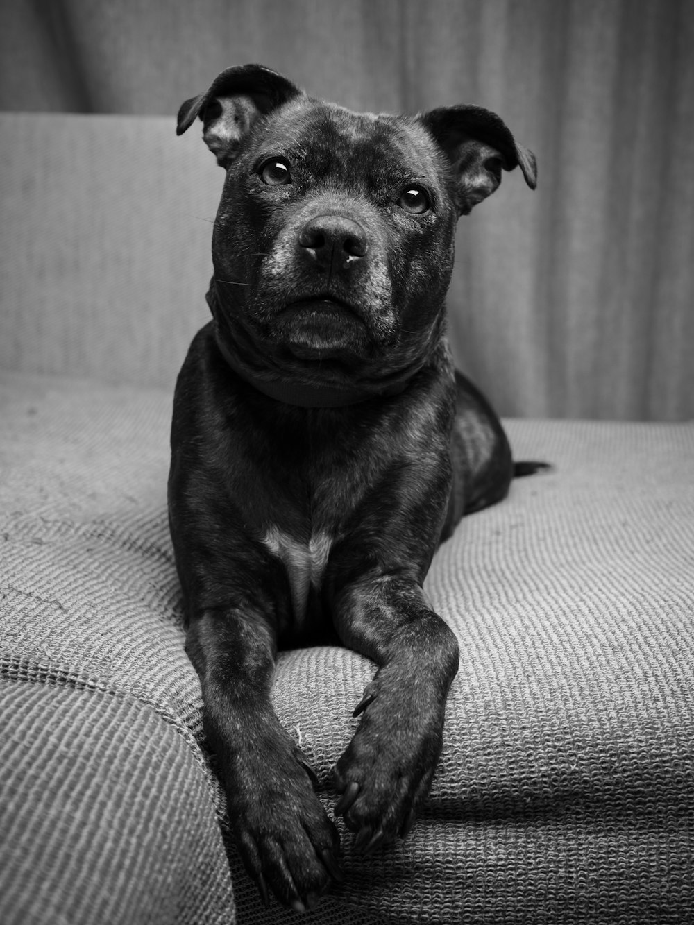 a black and white photo of a dog sitting on a couch