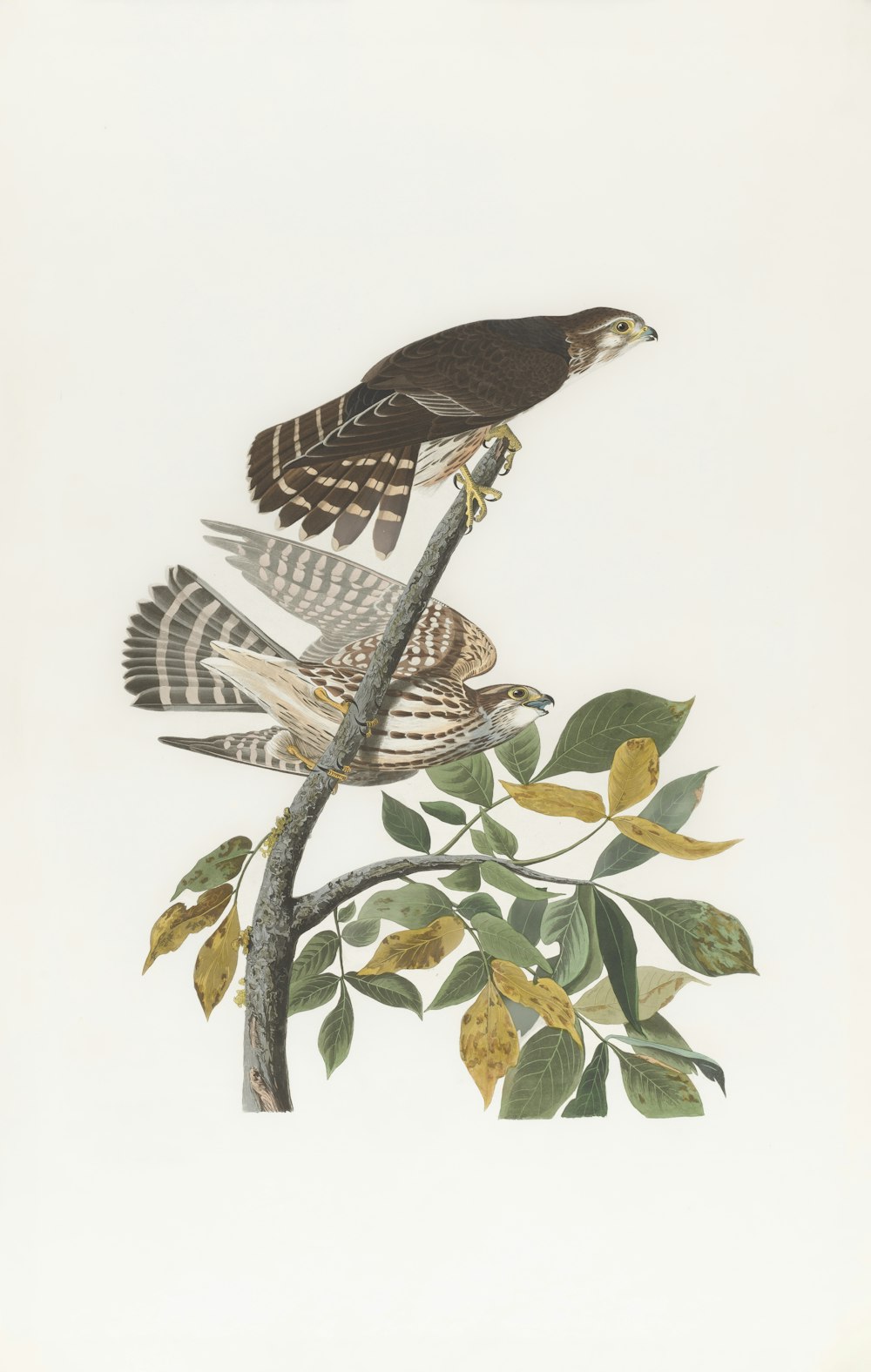 a drawing of two birds perched on a tree branch