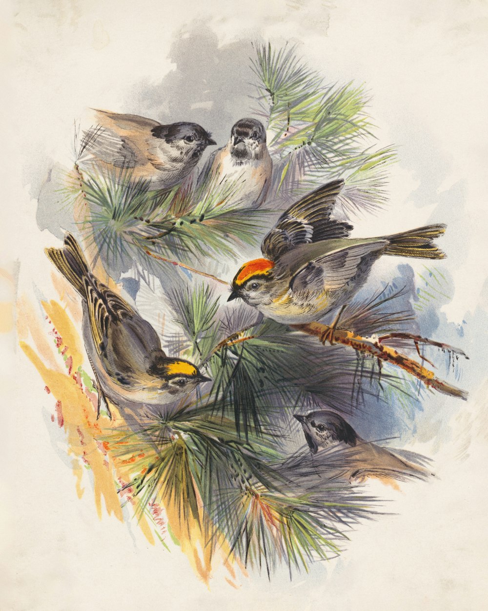 a group of birds sitting on top of a pine tree