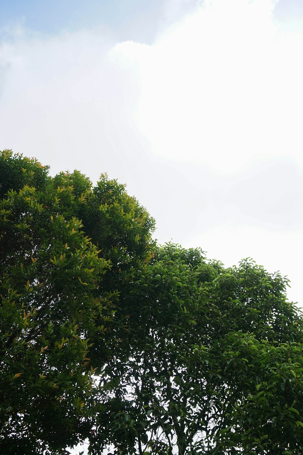 a clock tower in the middle of a tree