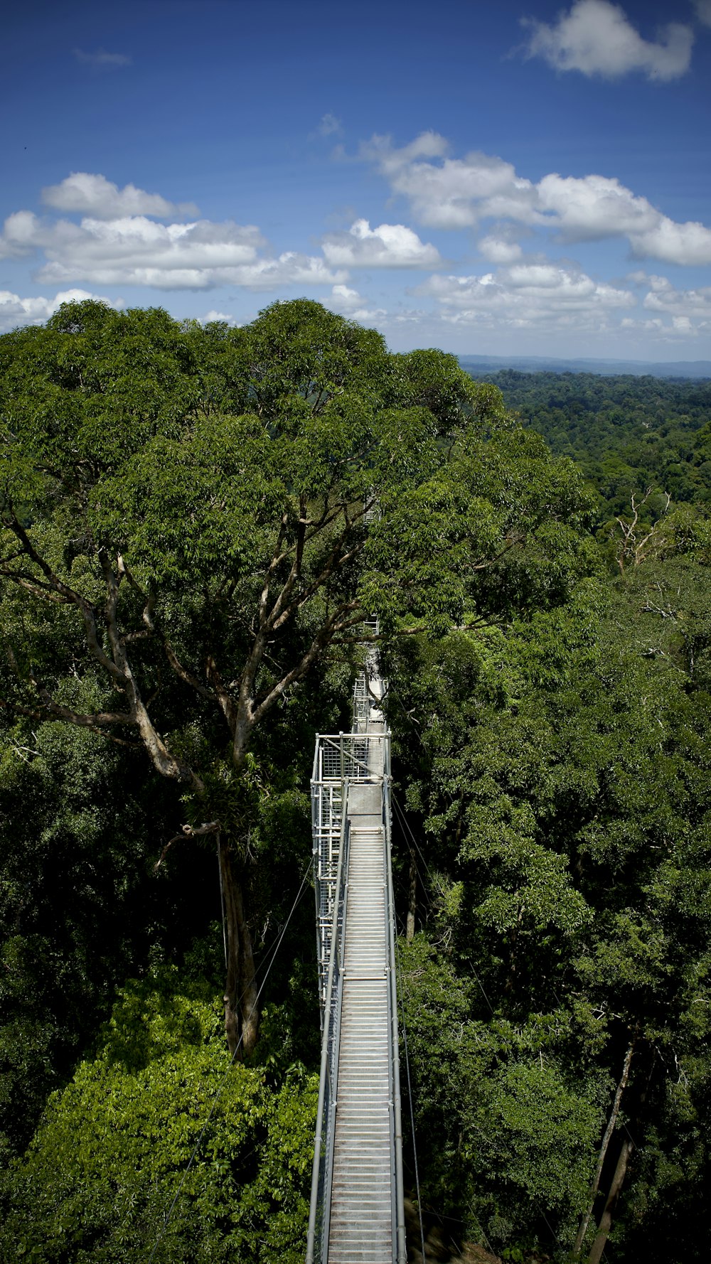 a walkway in the middle of a forest