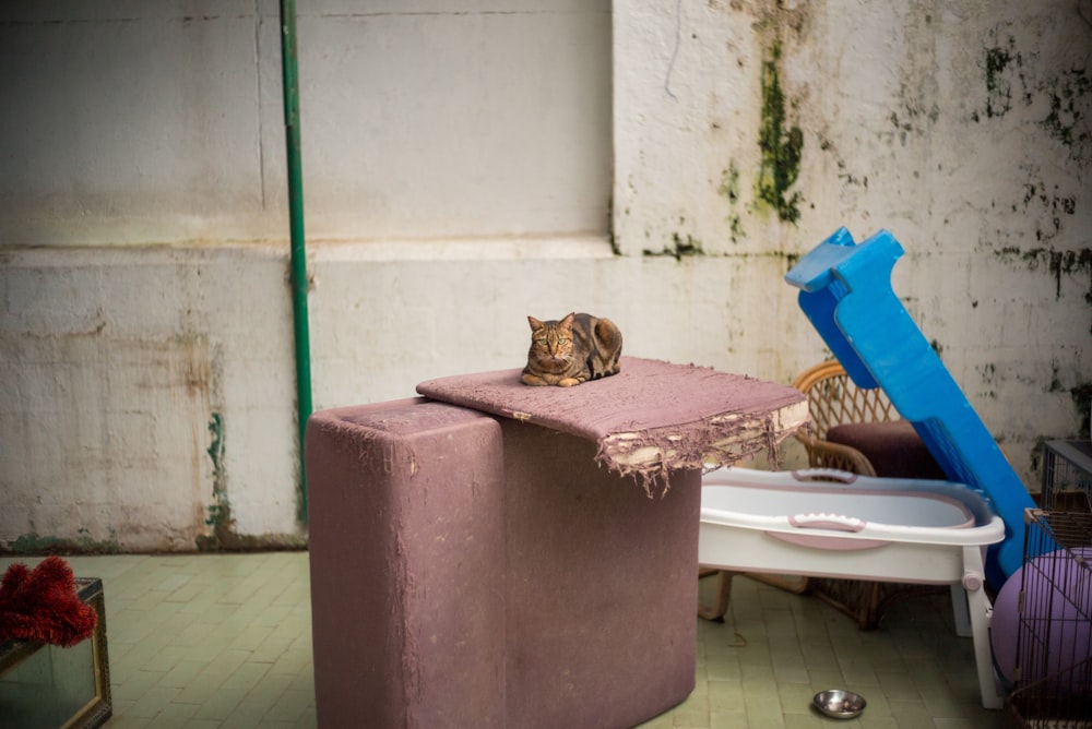 Un gato acostado encima de un mueble