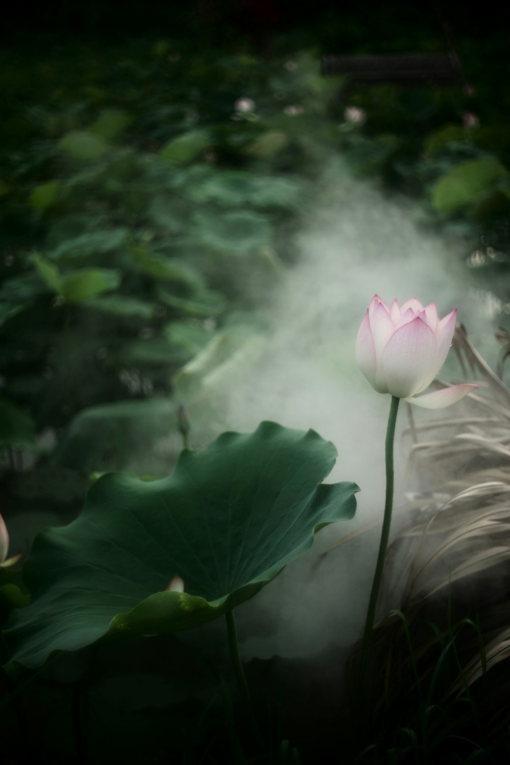 a pink flower sitting on top of a lush green field