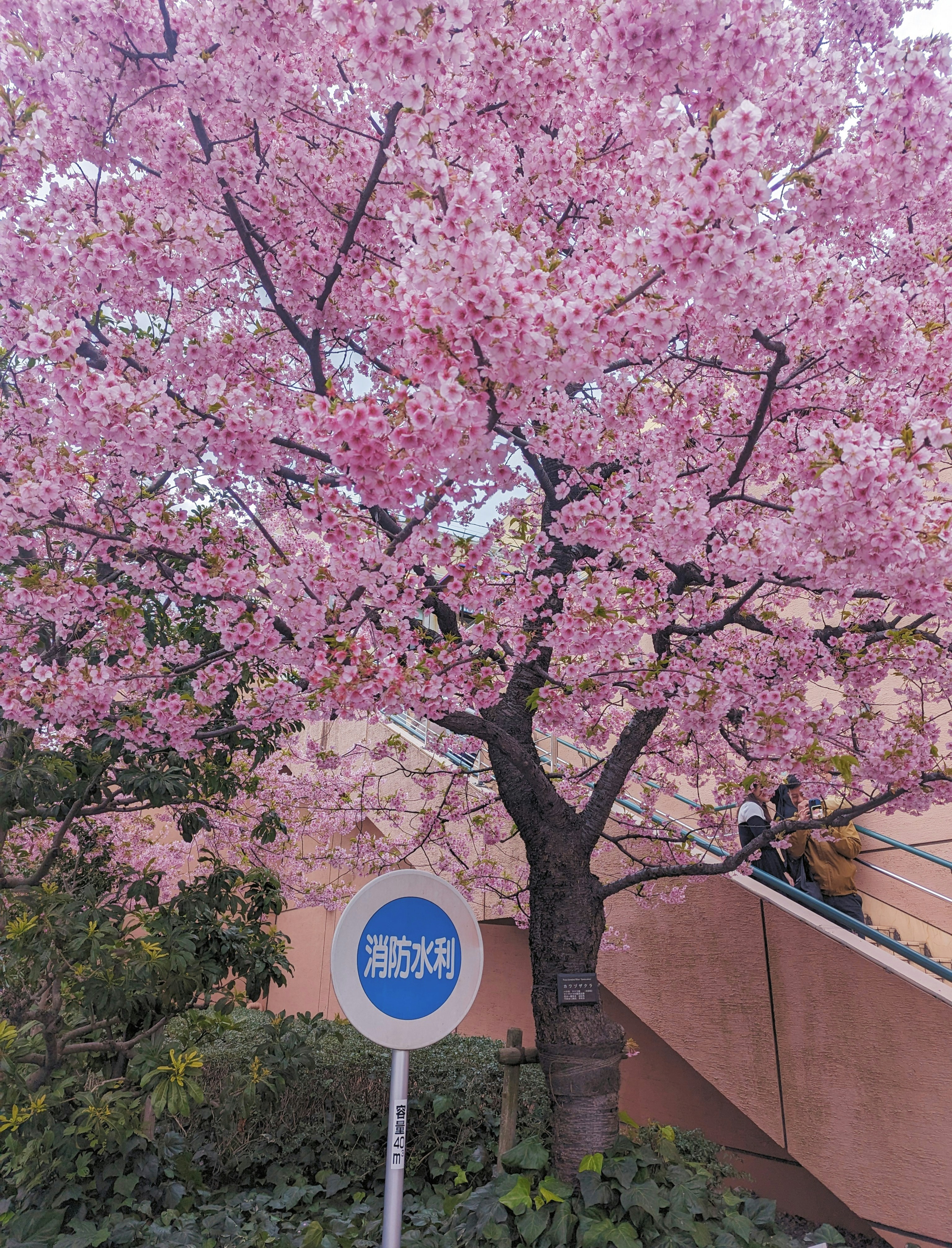 A tree with pink flowers in front of a building photo – Free Tokyo ...