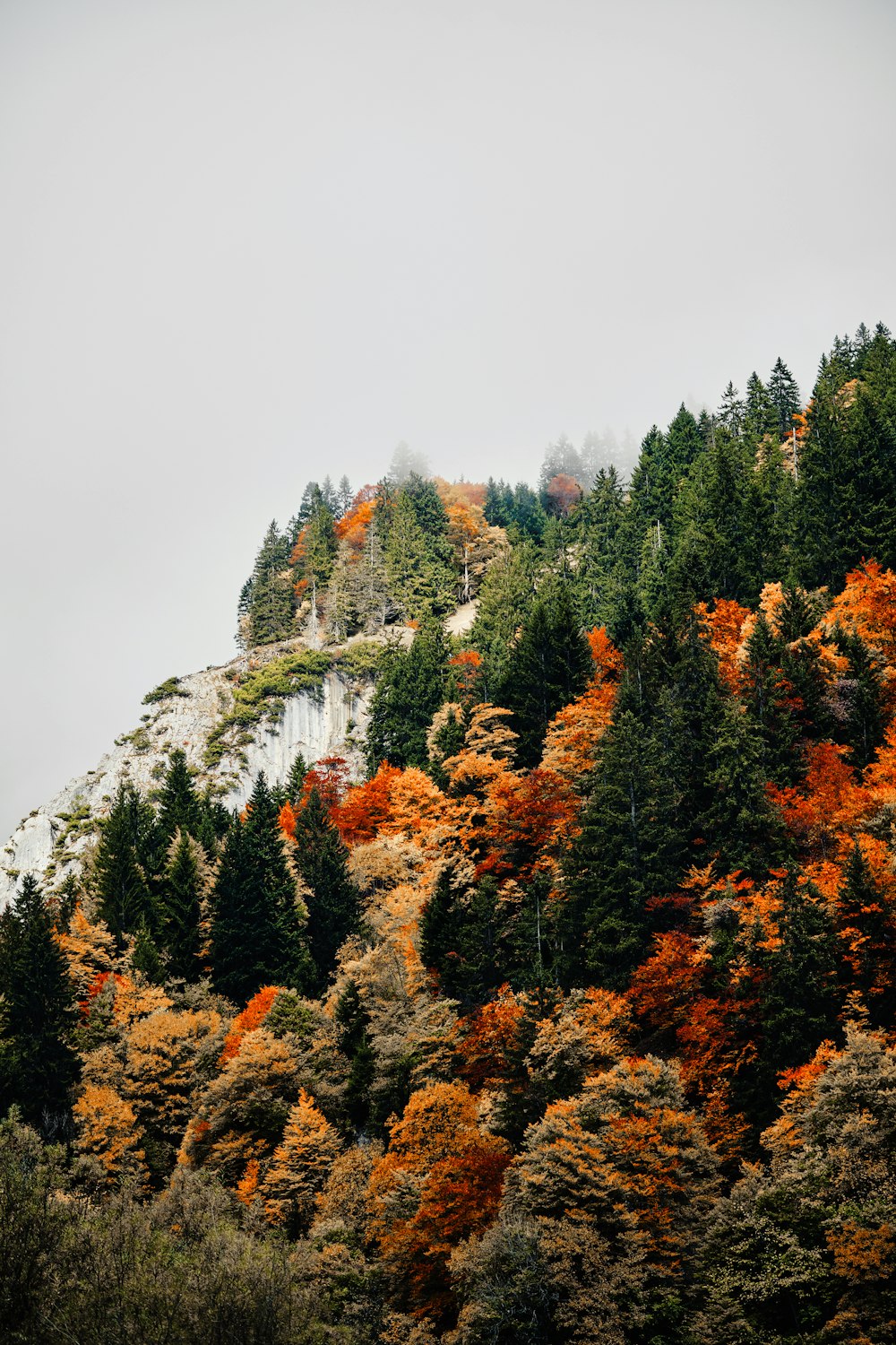 a mountain covered in lots of trees with orange leaves