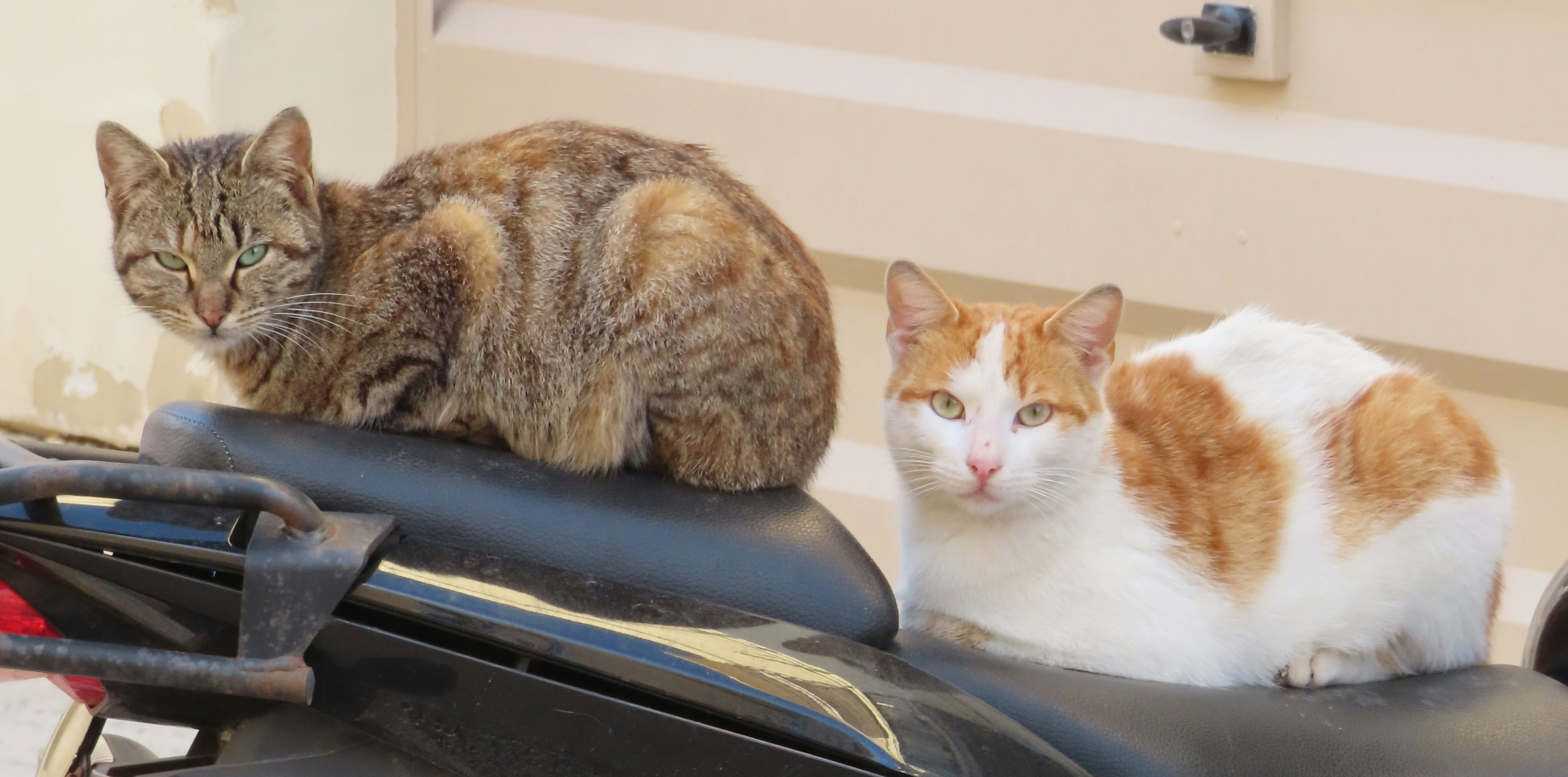 dois gatos sentados na garupa de uma motocicleta