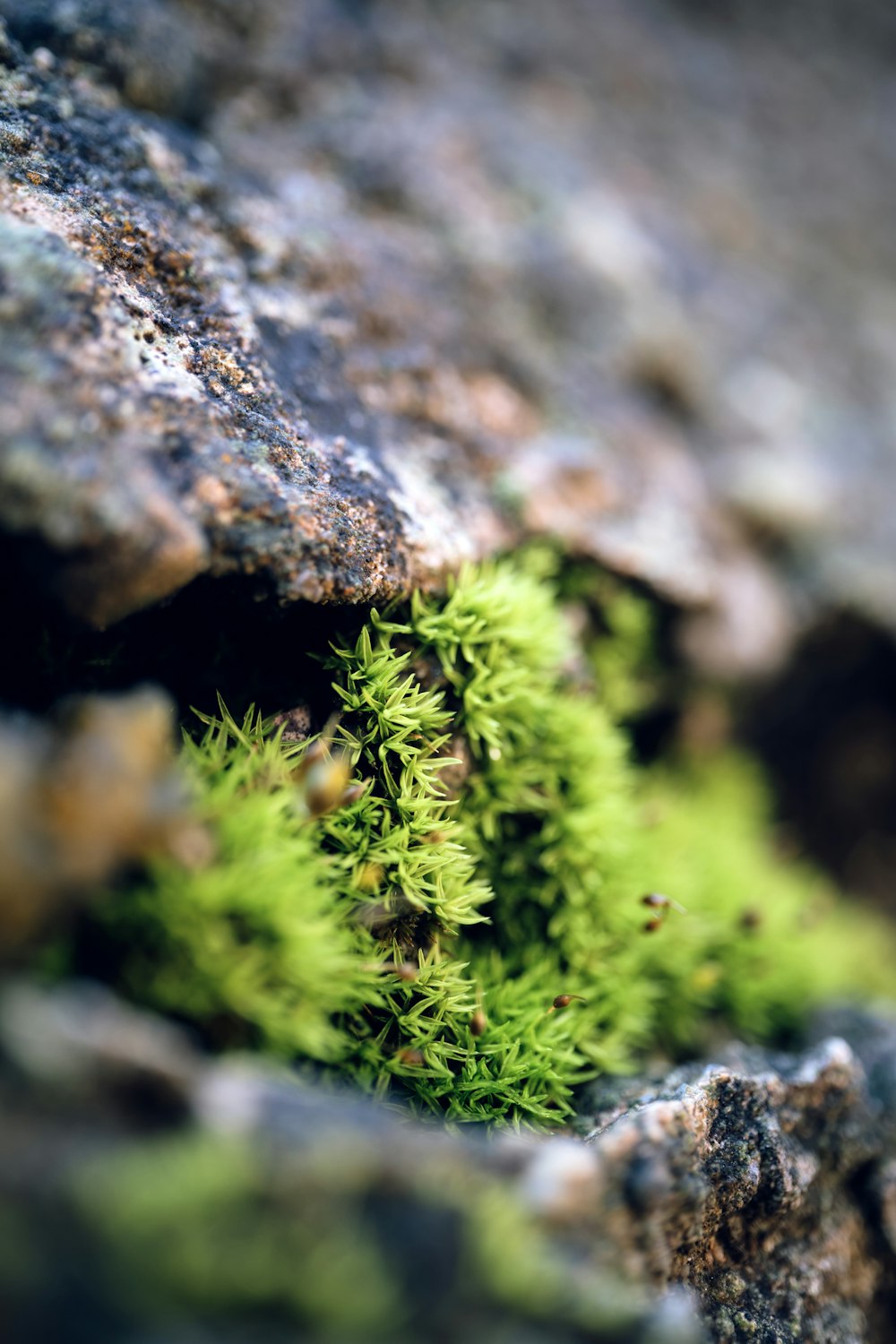 a close up of a moss growing on a rock