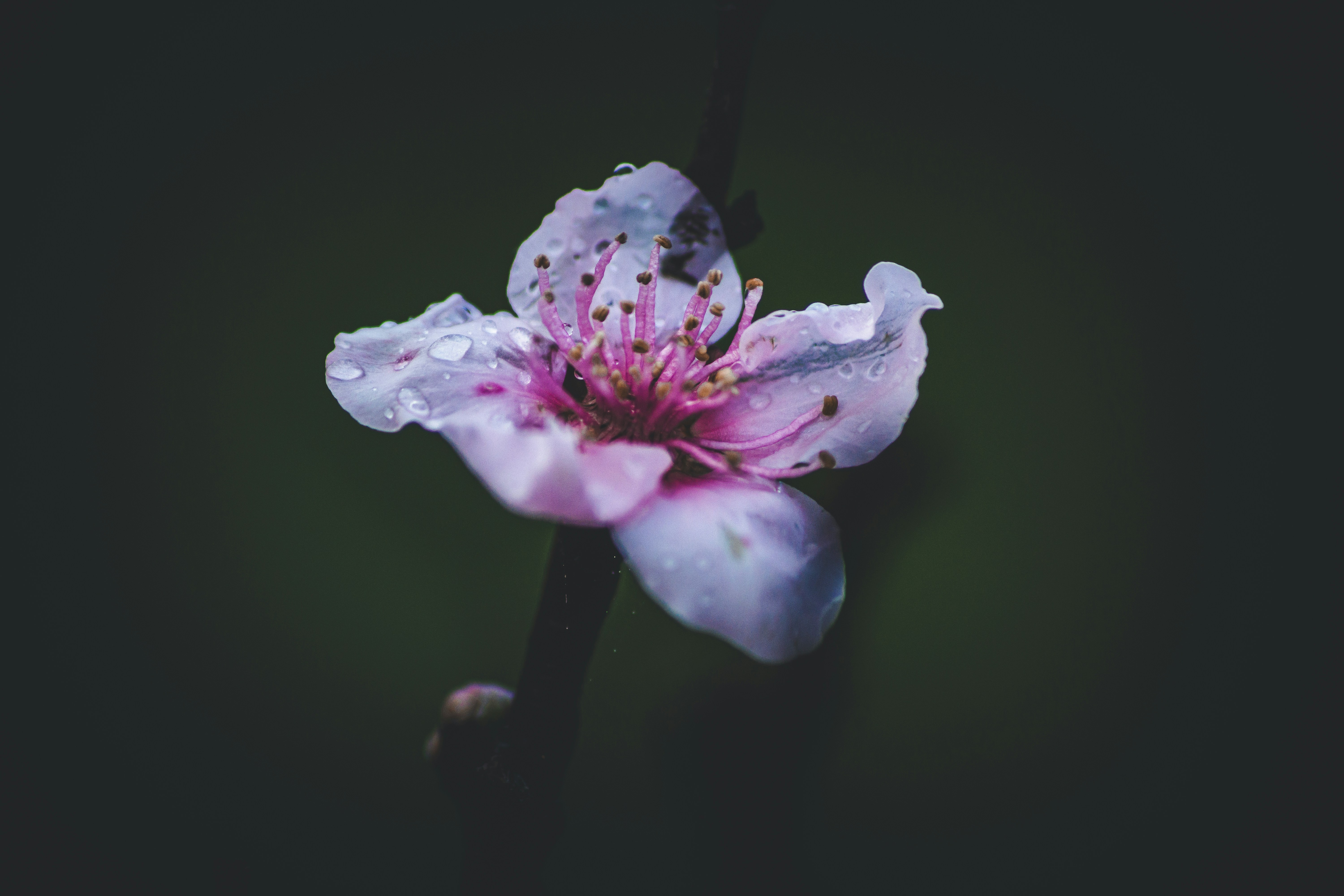 Photo by diogocardoso28