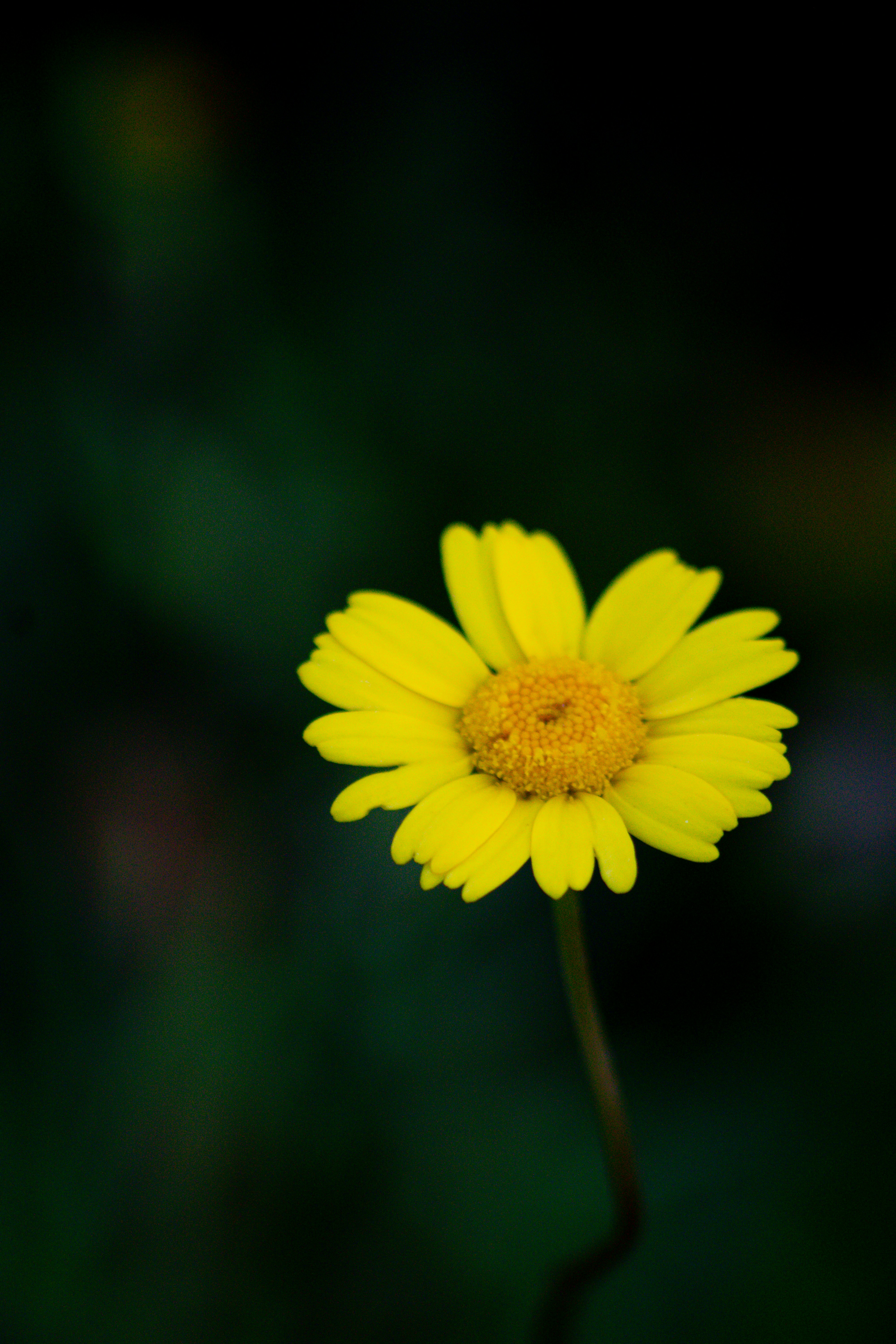 Photo by diogocardoso28