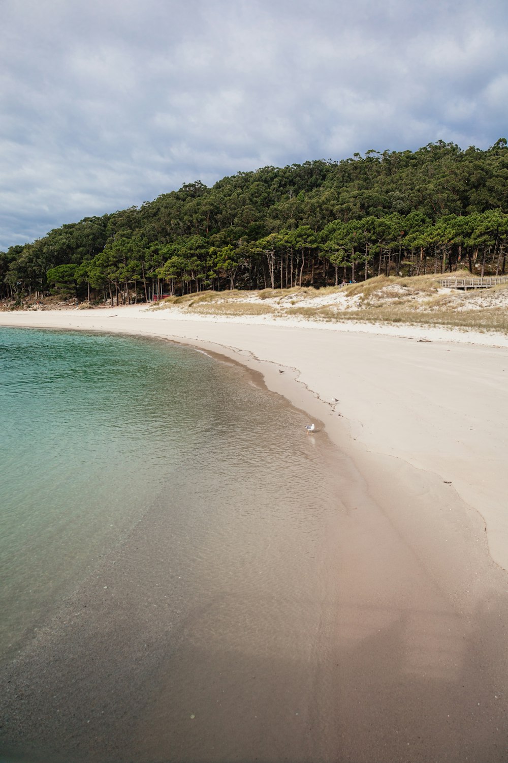 a sandy beach next to a forest covered hill