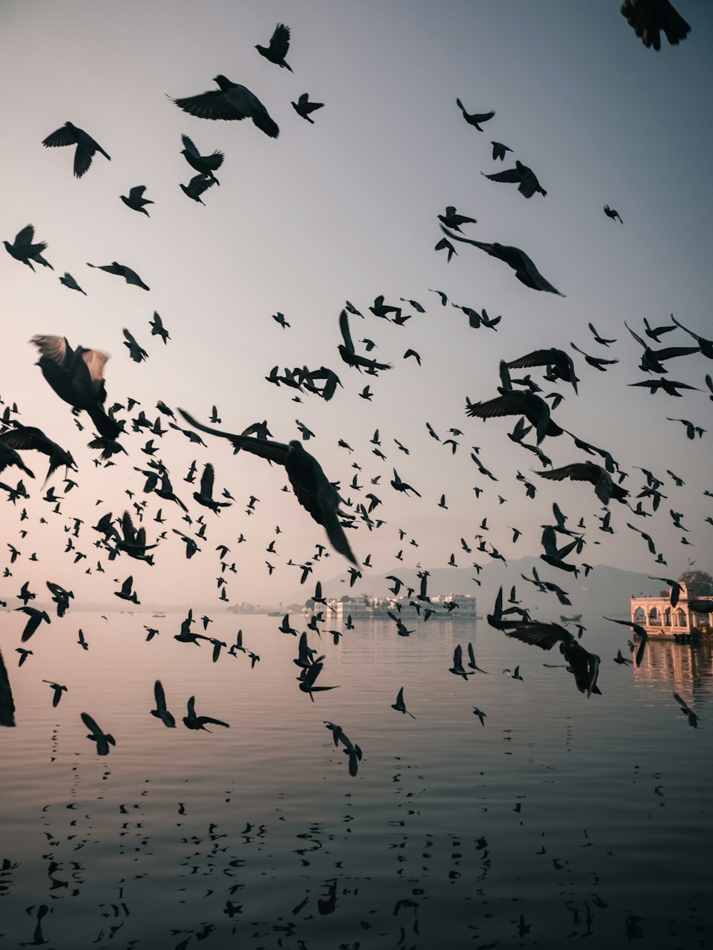 a flock of birds flying over a body of water