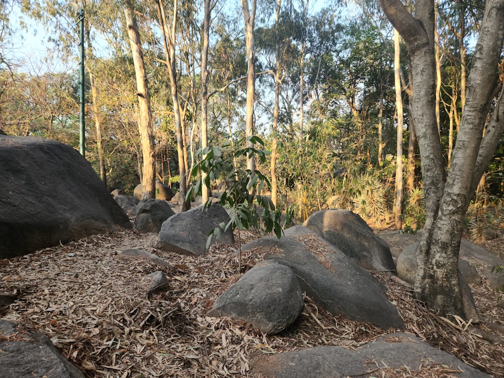 a forest filled with lots of rocks and trees