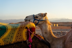 a close up of a camel with a saddle on its back