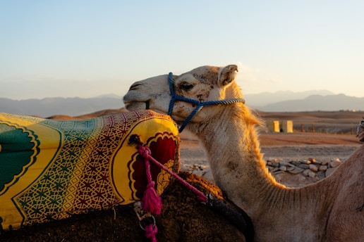 a close up of a camel with a saddle on its back