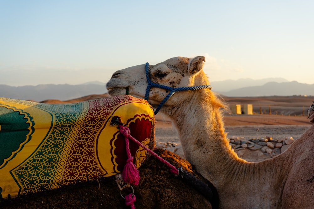 Nahaufnahme eines Kamels mit einem Sattel auf dem Rücken