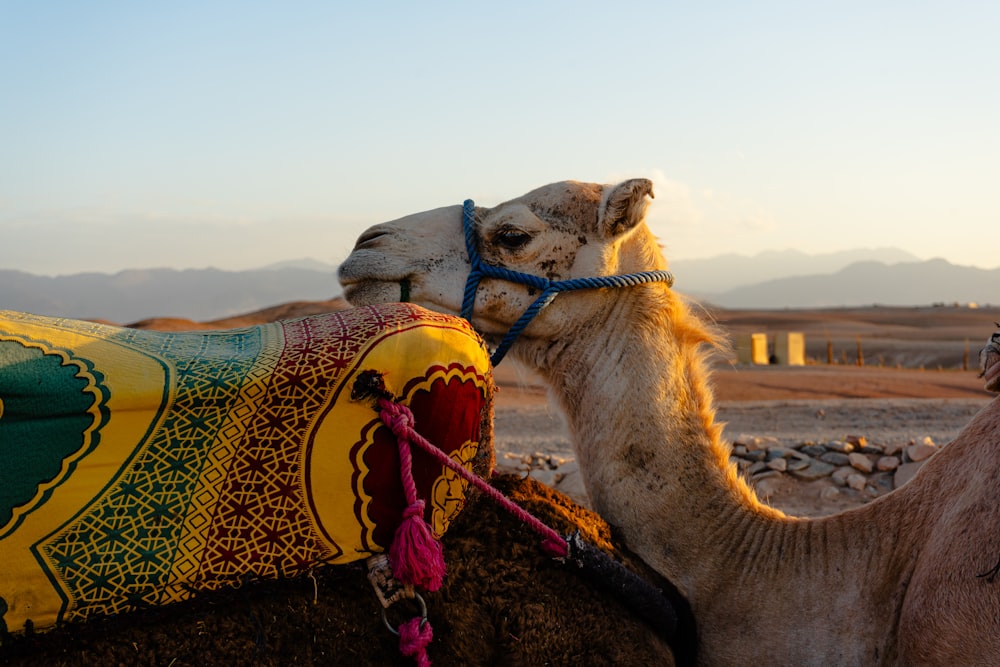 a close up of a camel with a saddle on its back