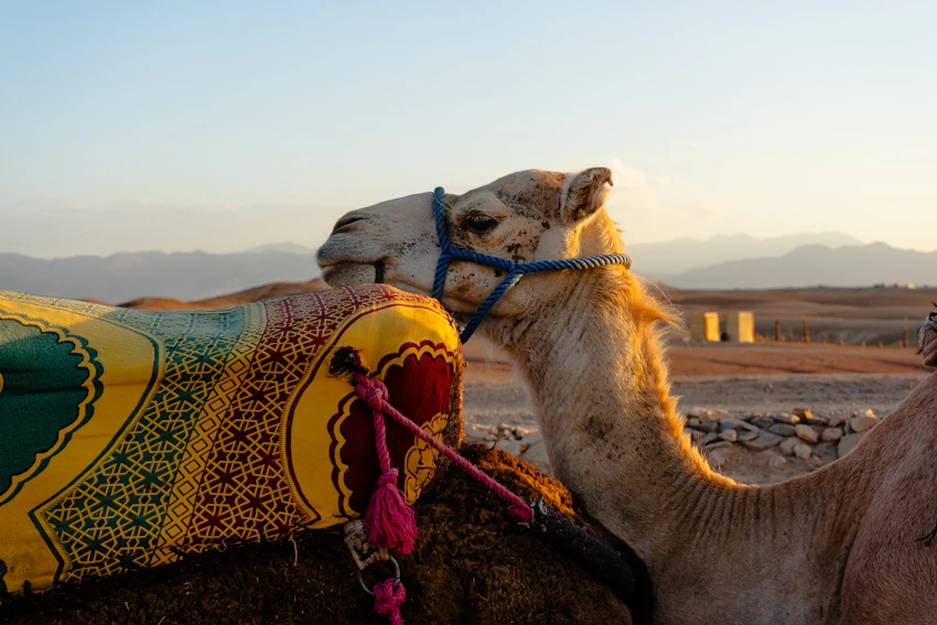 Saddled camel in Agafay