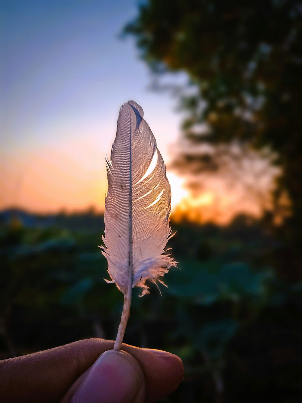 a hand holding a white feather in front of a sunset