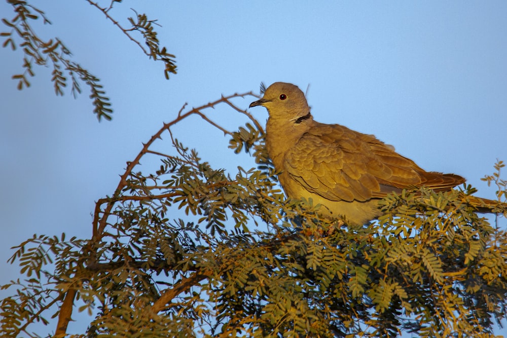 a bird perched on top of a tree branch