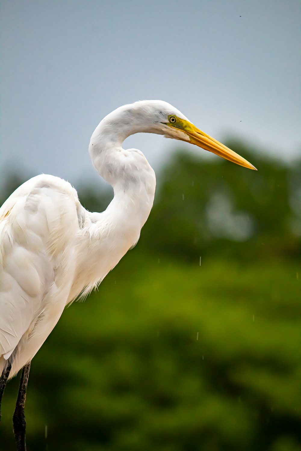 a large white bird with a long yellow beak