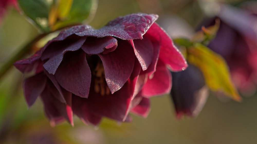 un gros plan d’une fleur avec des gouttelettes d’eau dessus