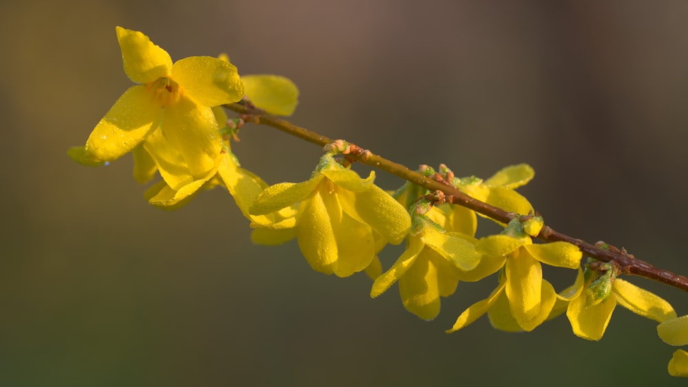 a close up of a branch with yellow flowers