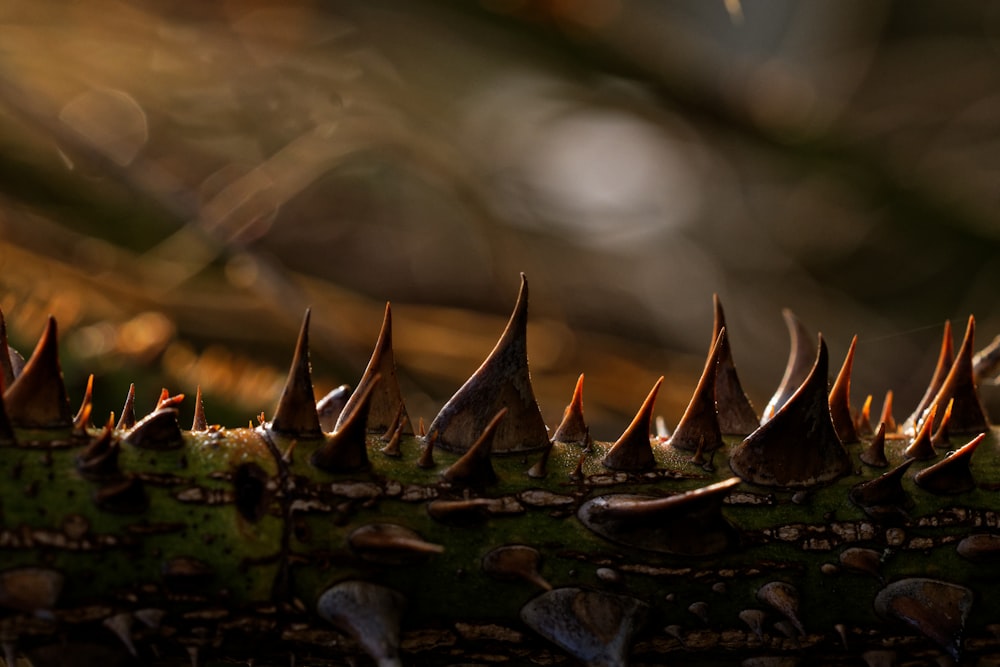 a close up of a plant with spikes on it