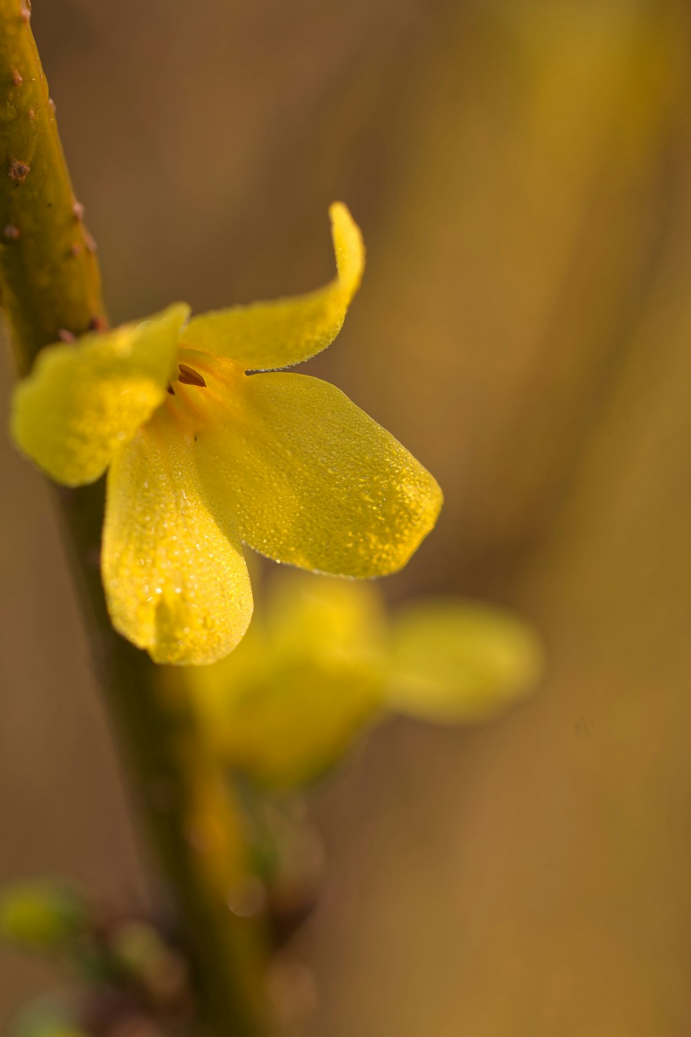 a close up of a small yellow flower