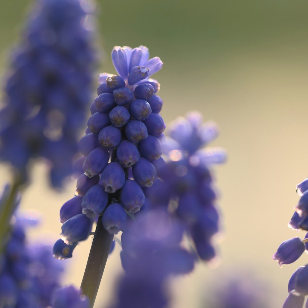 a close up of a bunch of purple flowers