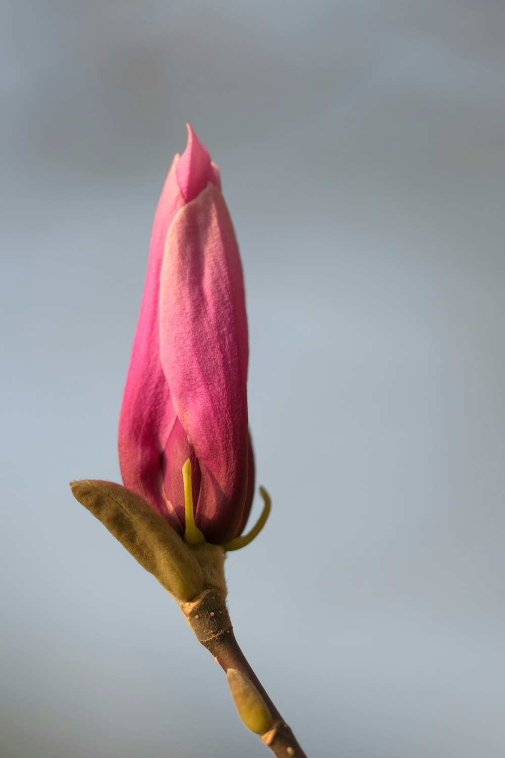 um único botão de flor rosa em um galho