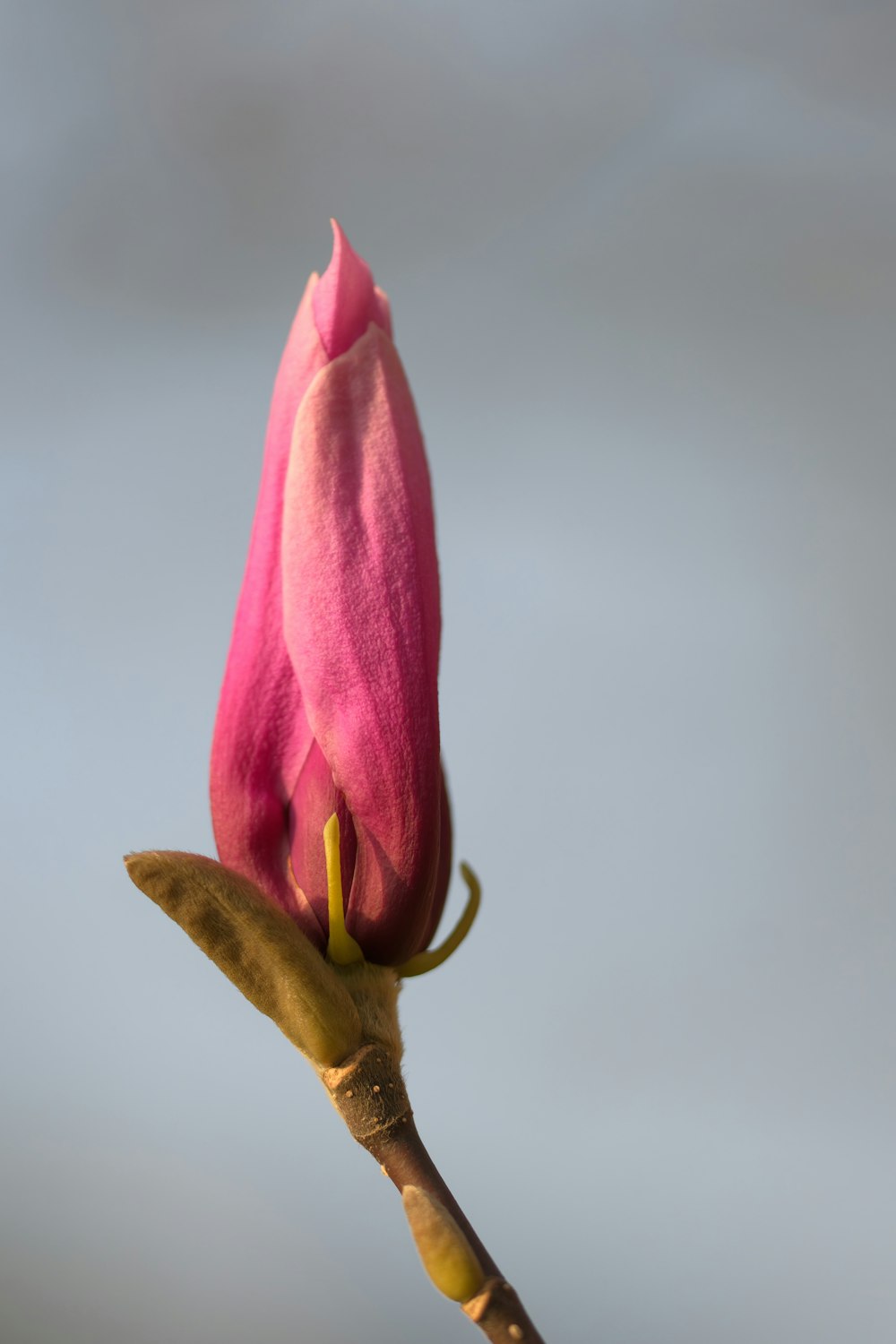 a single pink flower bud on a twig
