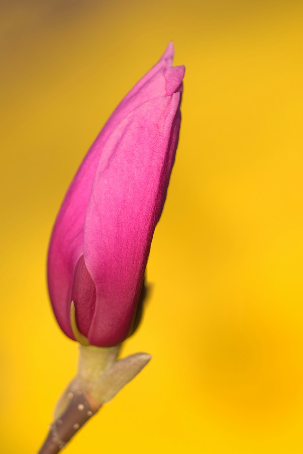 a single pink flower with a yellow background