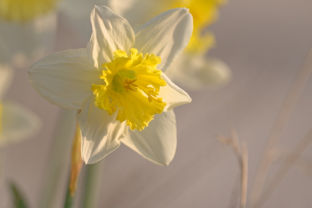 un gros plan d’un bouquet de fleurs avec un arrière-plan flou