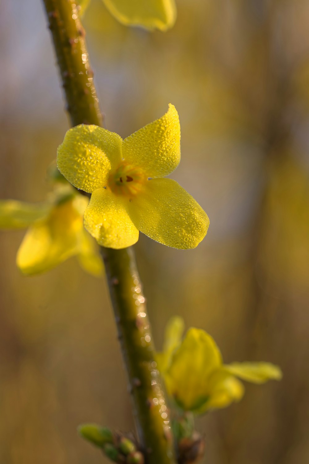 a close up of a yellow flower on a branch